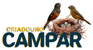 O Curió | Criadouro Campar - Curió Praia Clássico - Goiânia/GO
